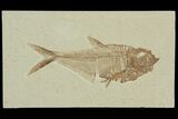 Detailed, Diplomystus Fossil Fish - Wyoming #92883-1